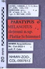 Etikette zu Melanotus dejeani (Platia & Schimmel, 2001) (NHMW-ZOO-COL-0007613)